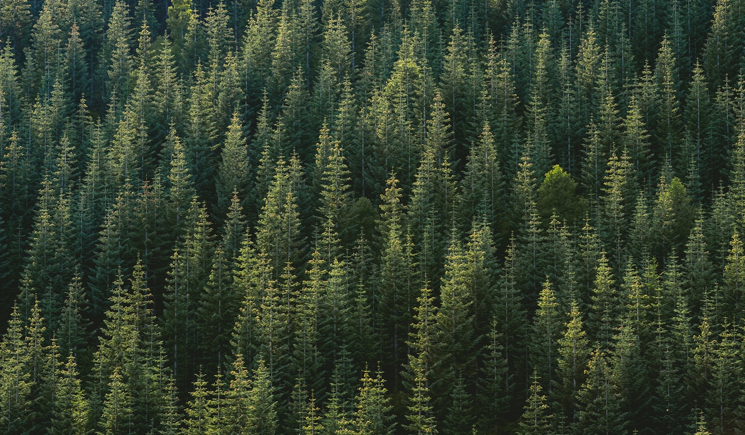 The Importance of Black Forest’s Rural Lifestyle