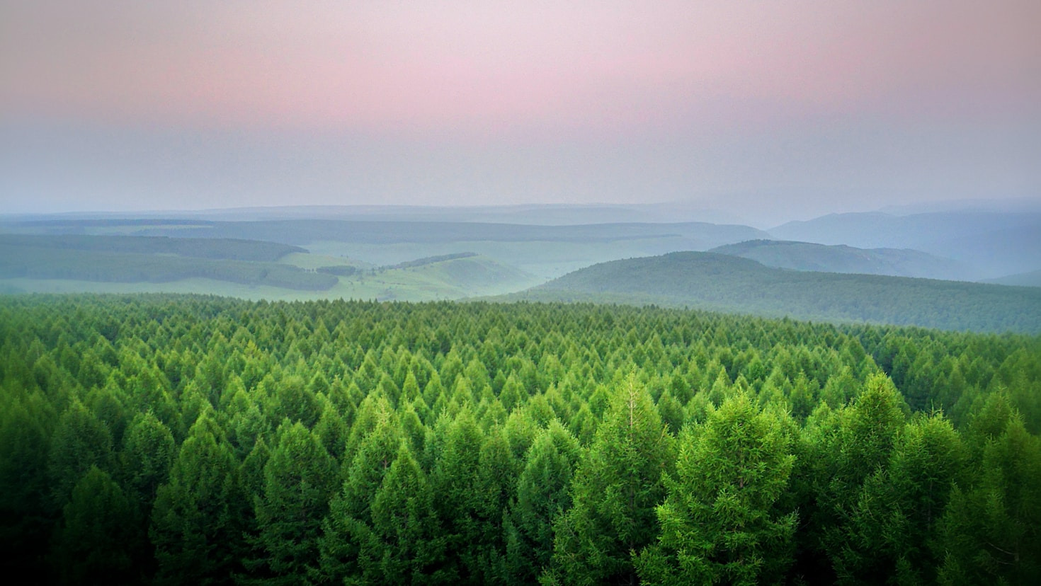 Top Conservation Efforts in Black Forest