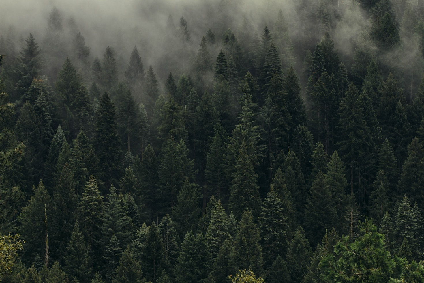 The History and Significance of Black Forest
